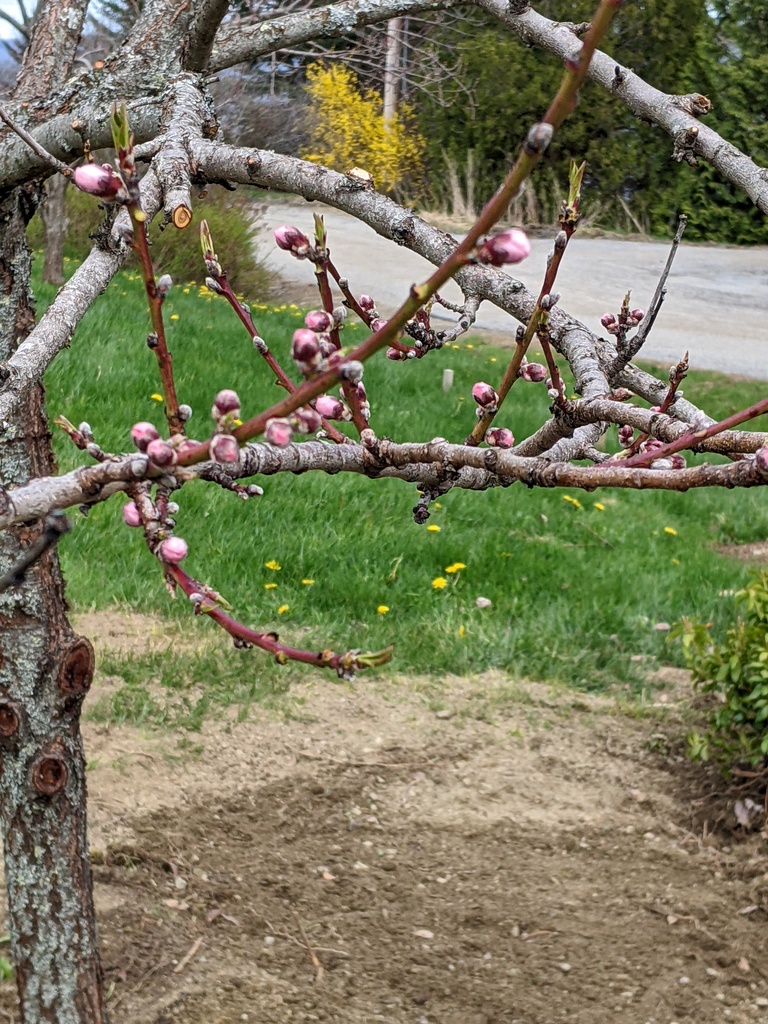 No description provided for: /2024/04-06/0504-buds+blooms/photo01.html