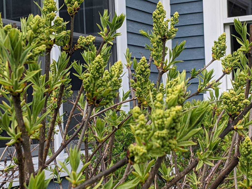 No description provided for: /2024/04-06/0504-buds+blooms/photo03.html