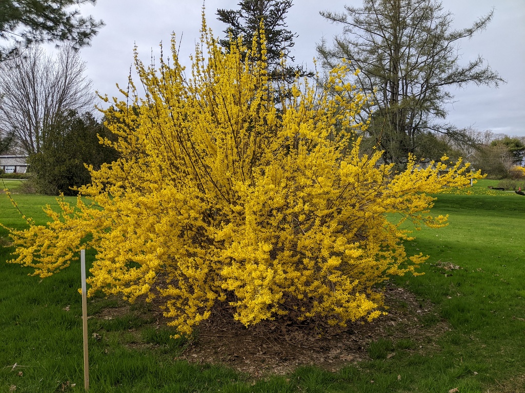 No description provided for: /2024/04-06/0504-buds+blooms/photo05.html