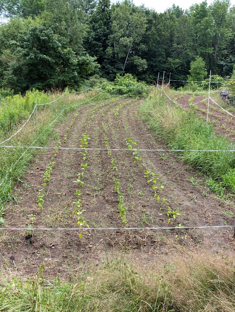 No description provided for: /2024/07-09/0711-will-gardens/photo01.html