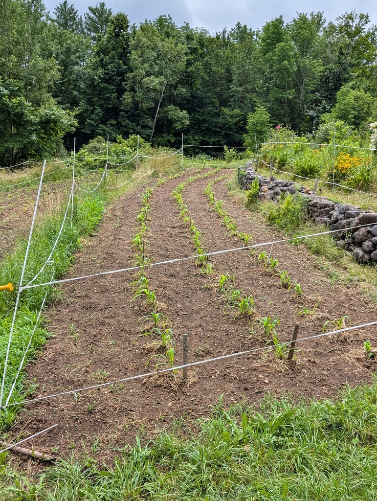 No description provided for: /2024/07-09/0711-will-gardens/photo03.html