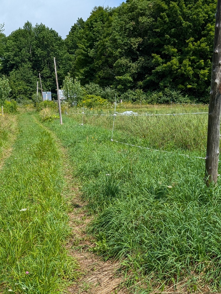 No description provided for: /2024/07-09/0730-wills-farm/photo02.html