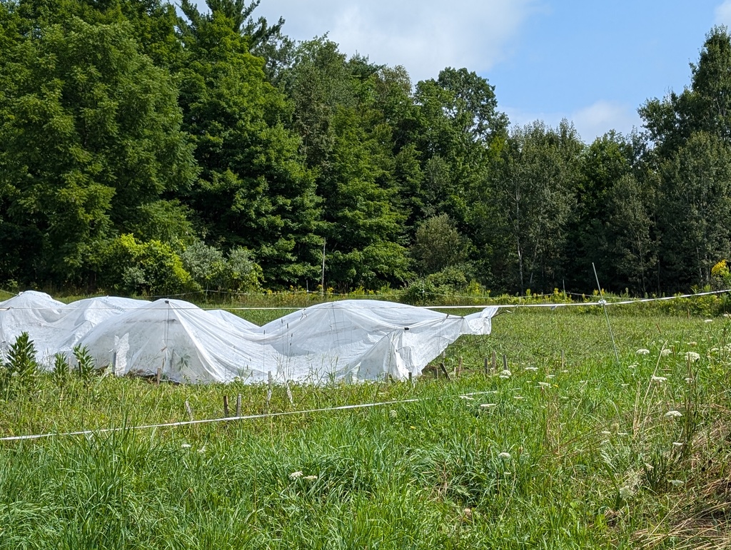 No description provided for: /2024/07-09/0730-wills-farm/photo04.html