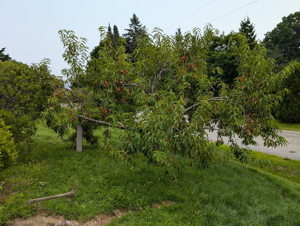 No description provided for: /2024/07-09/0814-peaches/photo01.html