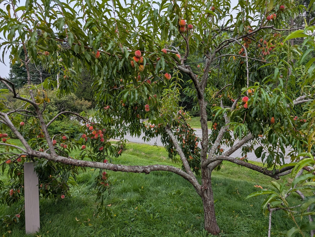 No description provided for: /2024/07-09/0814-peaches/photo02.html