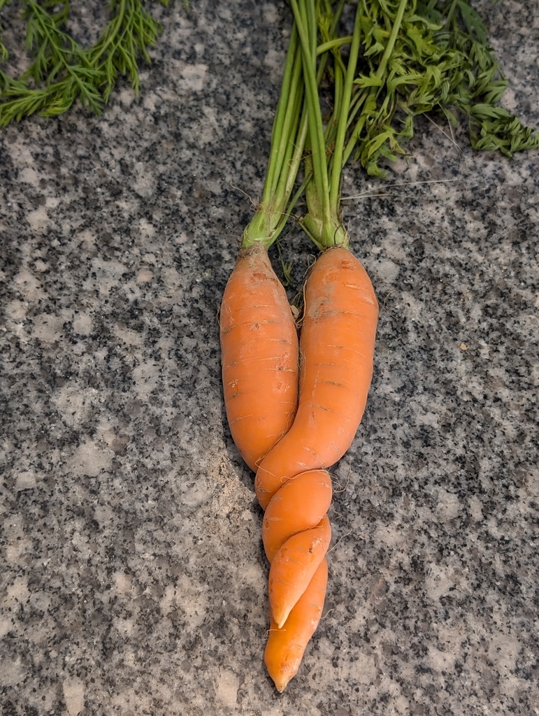 No description provided for: /2024/07-09/0829-odd-carrot/photo01.html