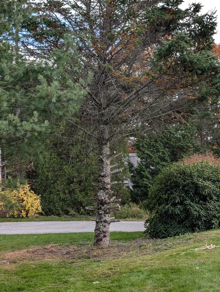 No description provided for: /2024/10-12/1027-fir-tree/photo01.html