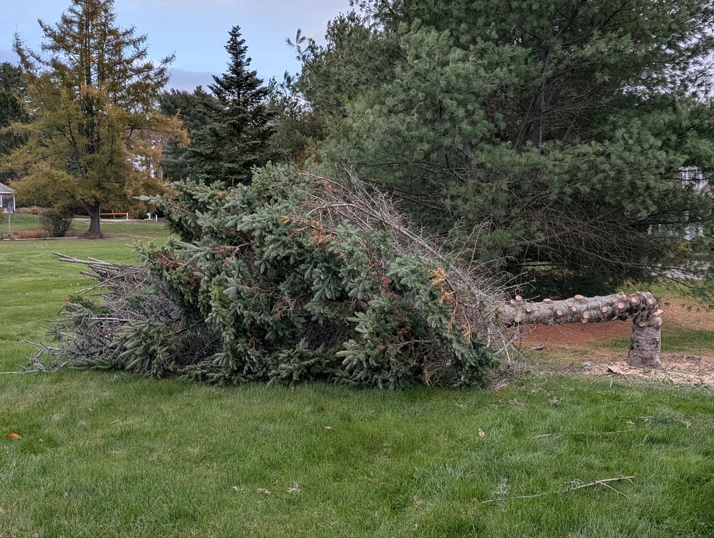 No description provided for: /2024/10-12/1027-fir-tree/photo04.html