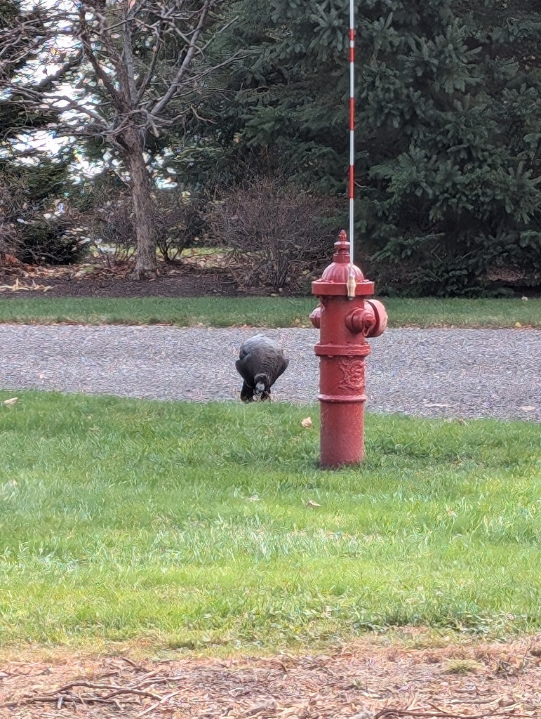 No description provided for: /2024/10-12/1116-turkeys/photo01.html