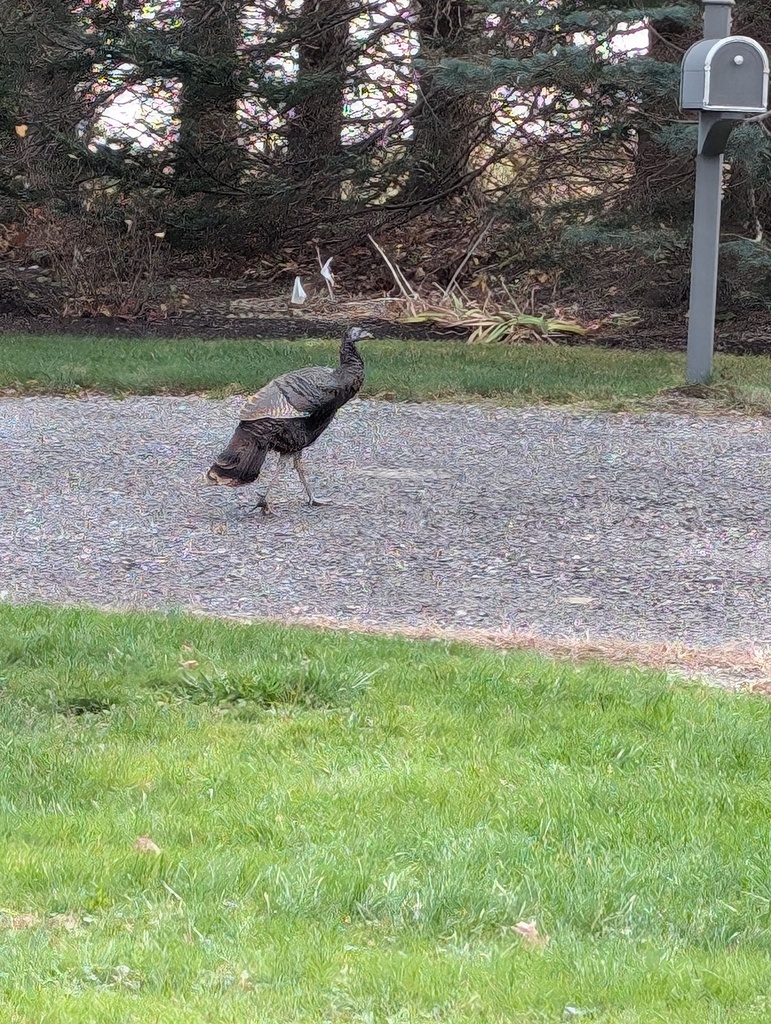 No description provided for: /2024/10-12/1116-turkeys/photo02.html