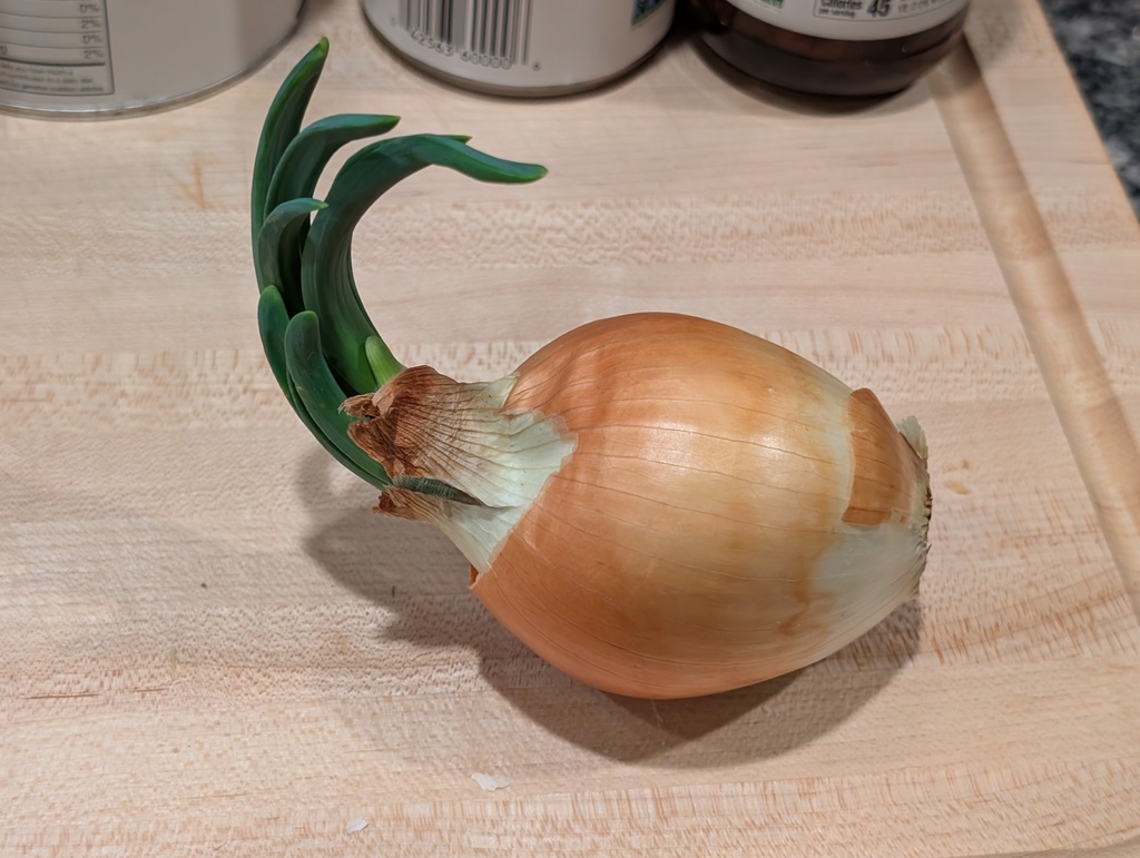 No description provided for: /2025/01-03/0220-sprouting-onion/photo01.html