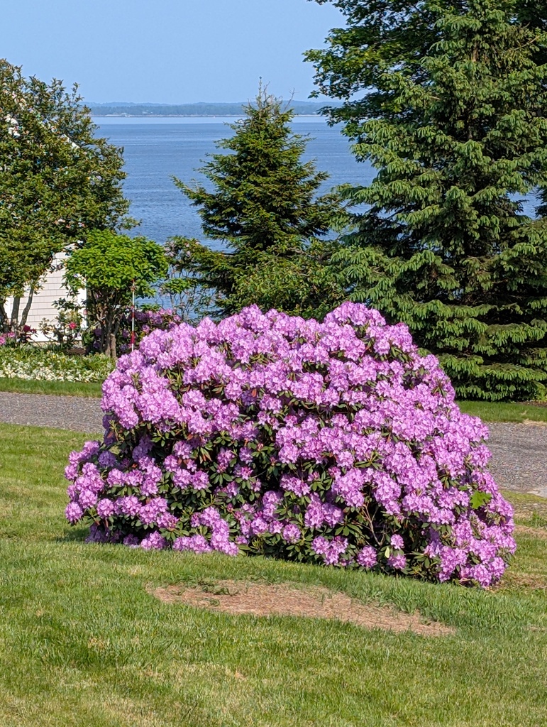 No description provided for: /2025/04-06/0608-rhodie/photo03.html