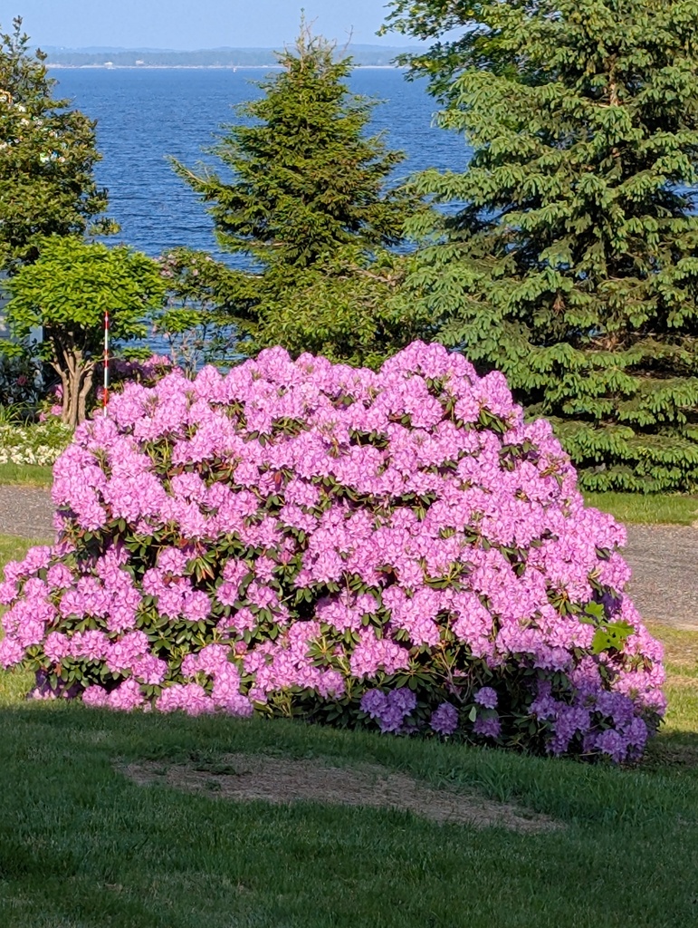 No description provided for: /2025/04-06/0609-rhodie/photo02.html