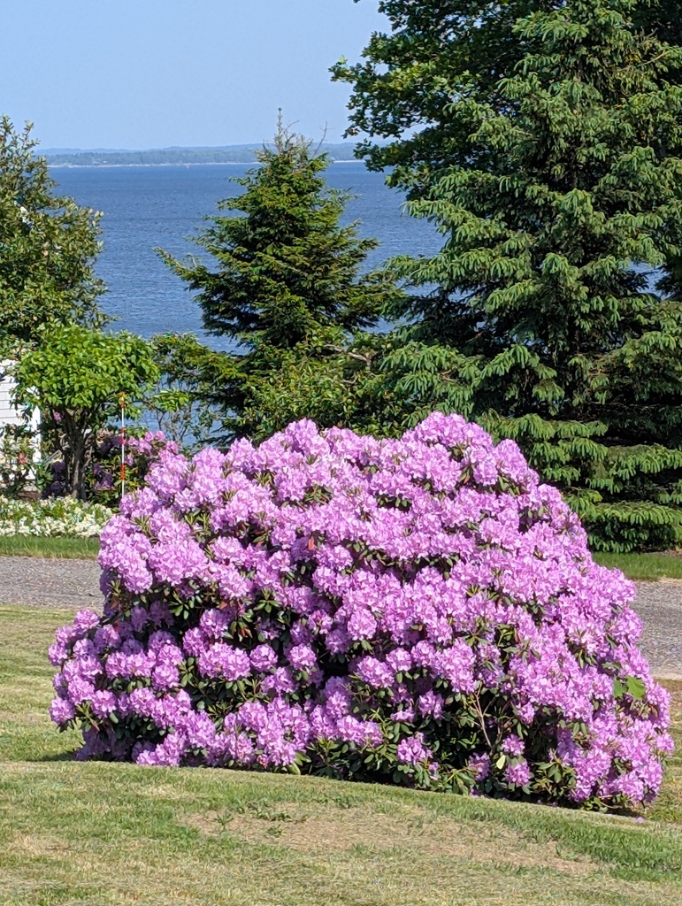 No description provided for: /2025/04-06/0611-rhodie/photo02.html