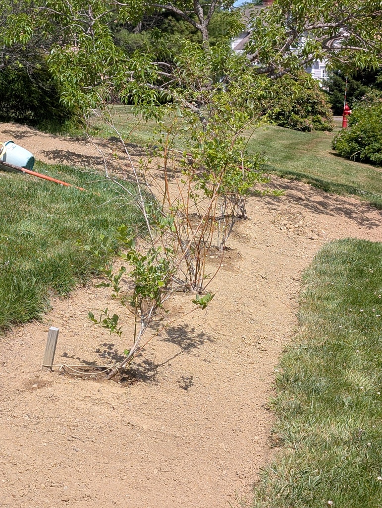 No description provided for: /2025/04-06/0627-more-weeding/photo05.html