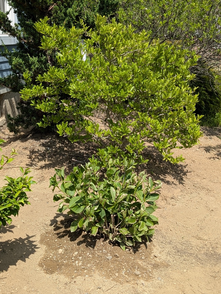 No description provided for: /2025/04-06/0627-more-weeding/photo09.html