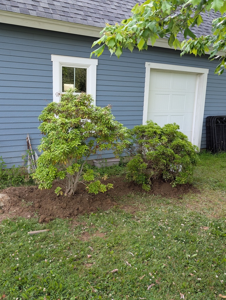 No description provided for: /2025/07-09/0710-rough-transplant/photo07.html