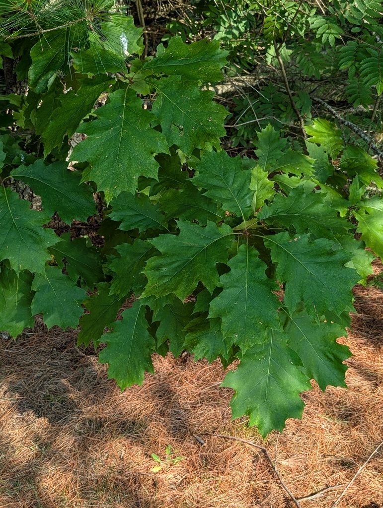 No description provided for: /2025/07-09/0716-mystery-oak/photo01.html