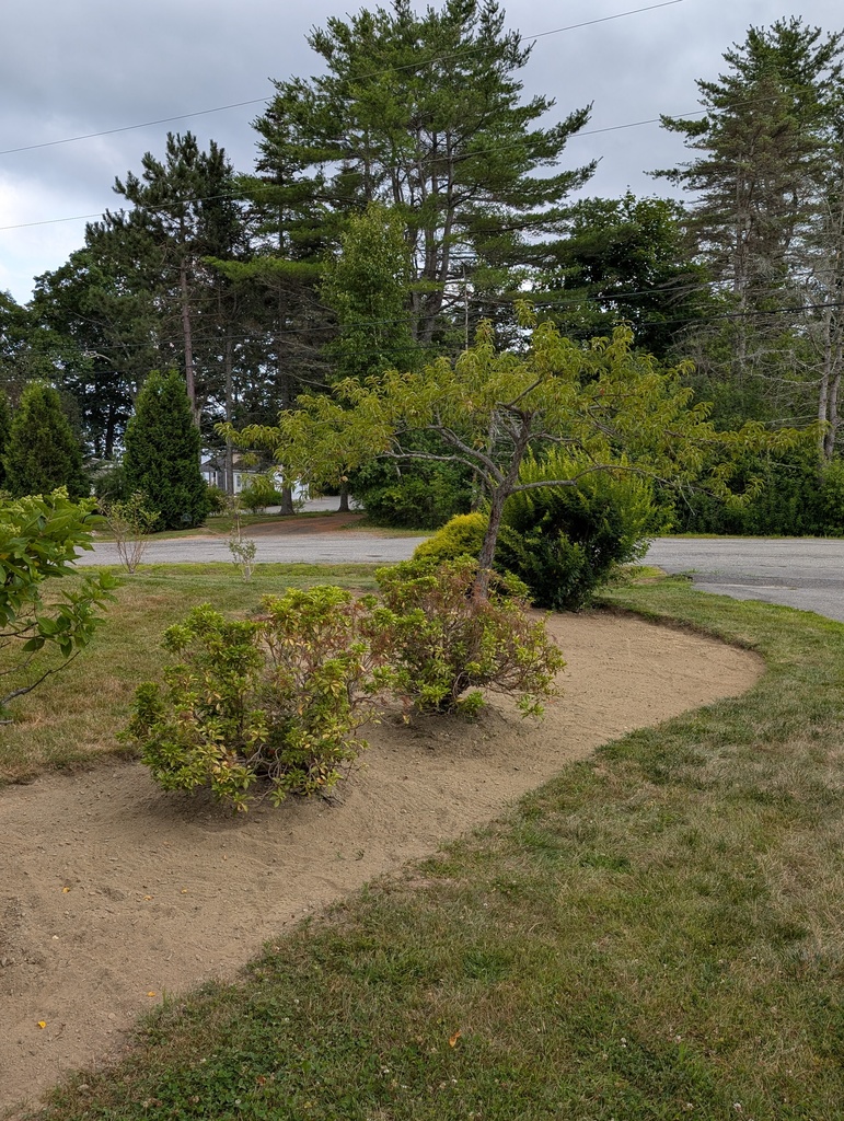 No description provided for: /2025/07-09/0720-weeding-again/photo04.html