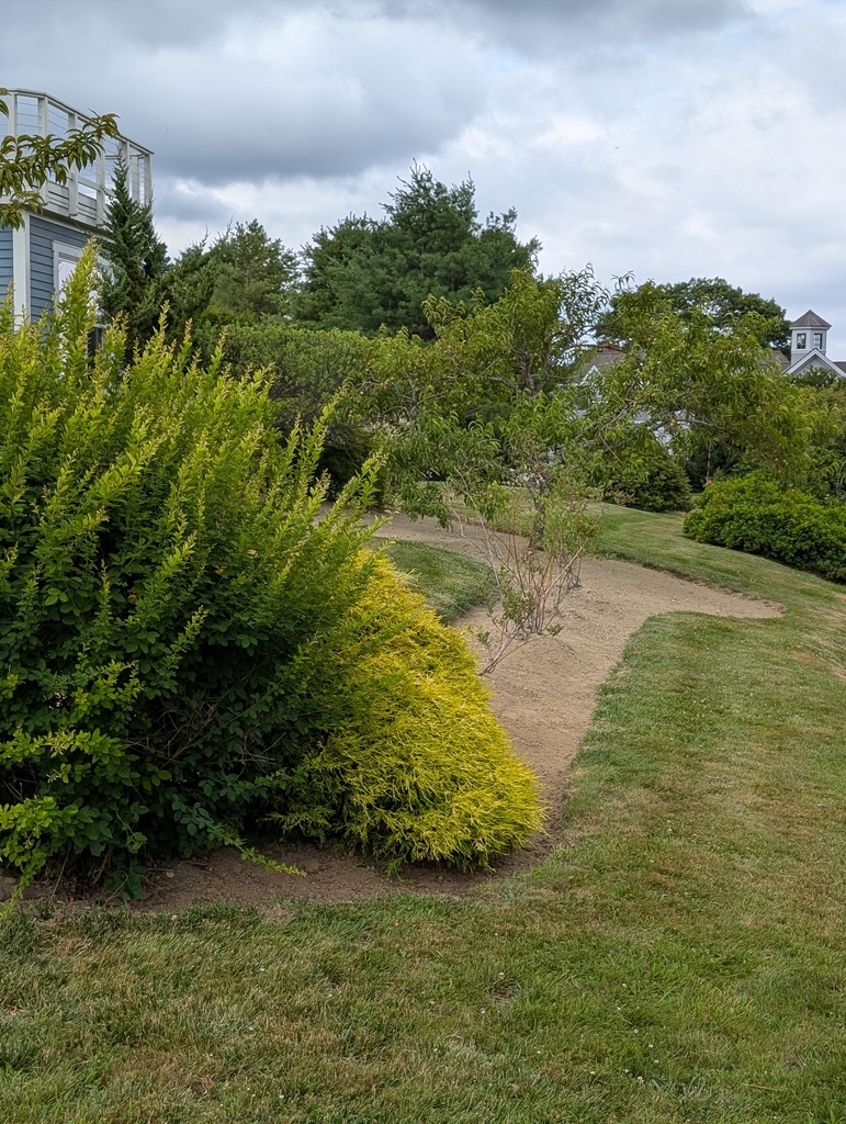 No description provided for: /2025/07-09/0720-weeding-again/photo07.html