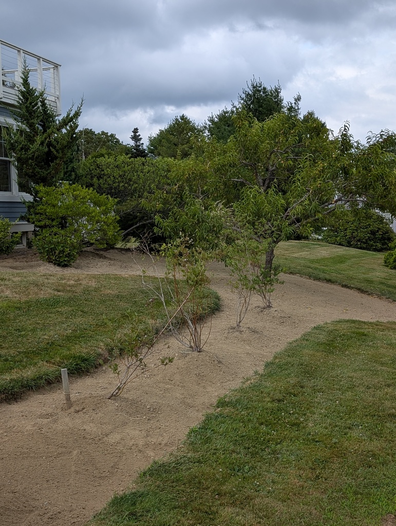 No description provided for: /2025/07-09/0720-weeding-again/photo08.html