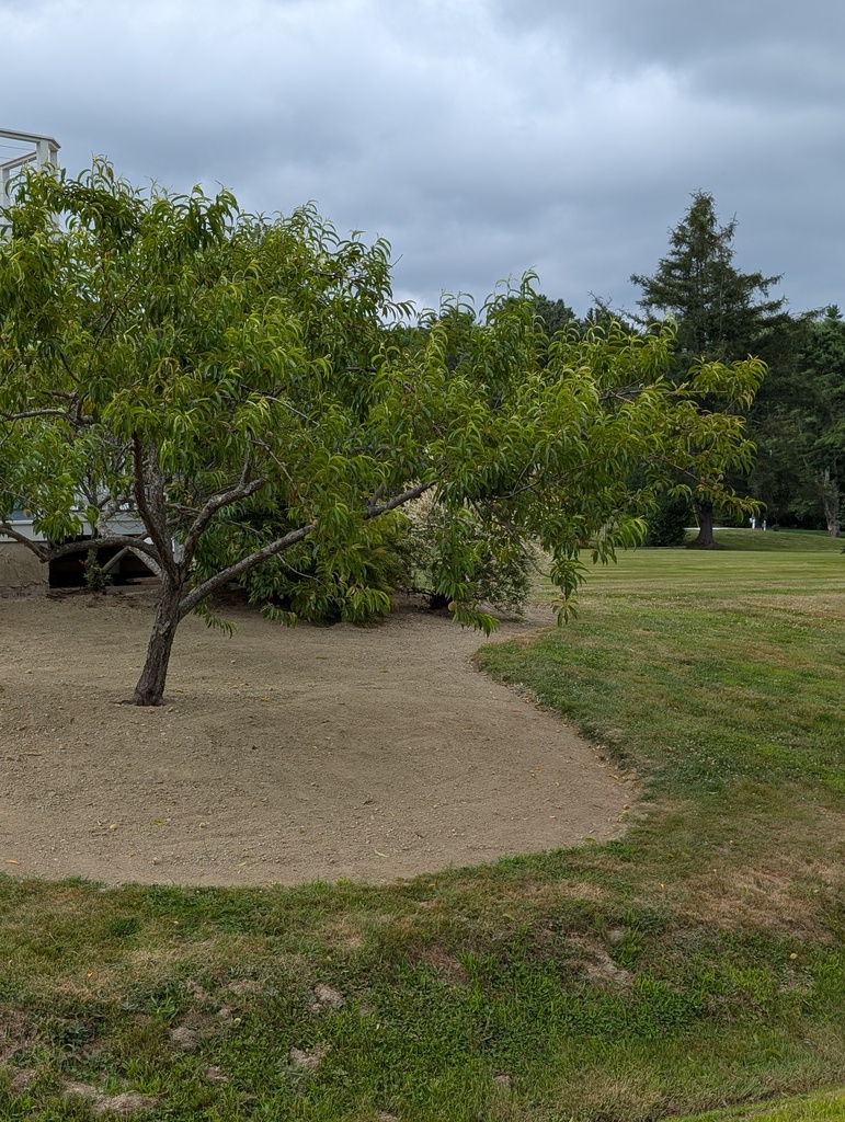 No description provided for: /2025/07-09/0720-weeding-again/photo10.html