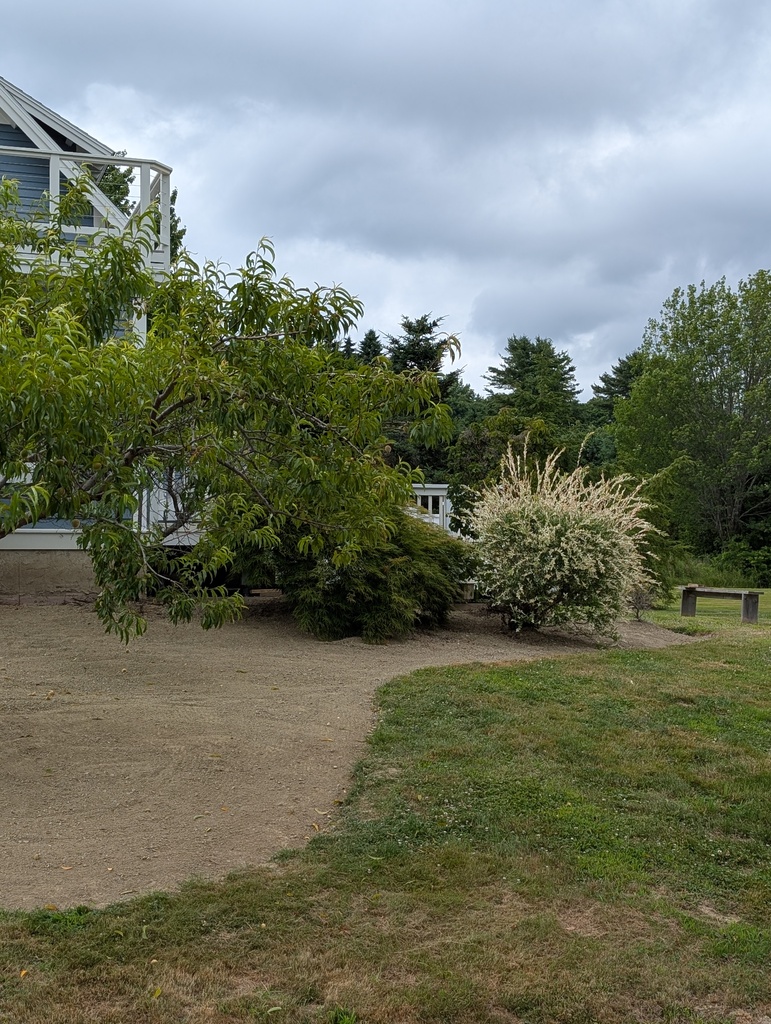 No description provided for: /2025/07-09/0720-weeding-again/photo11.html