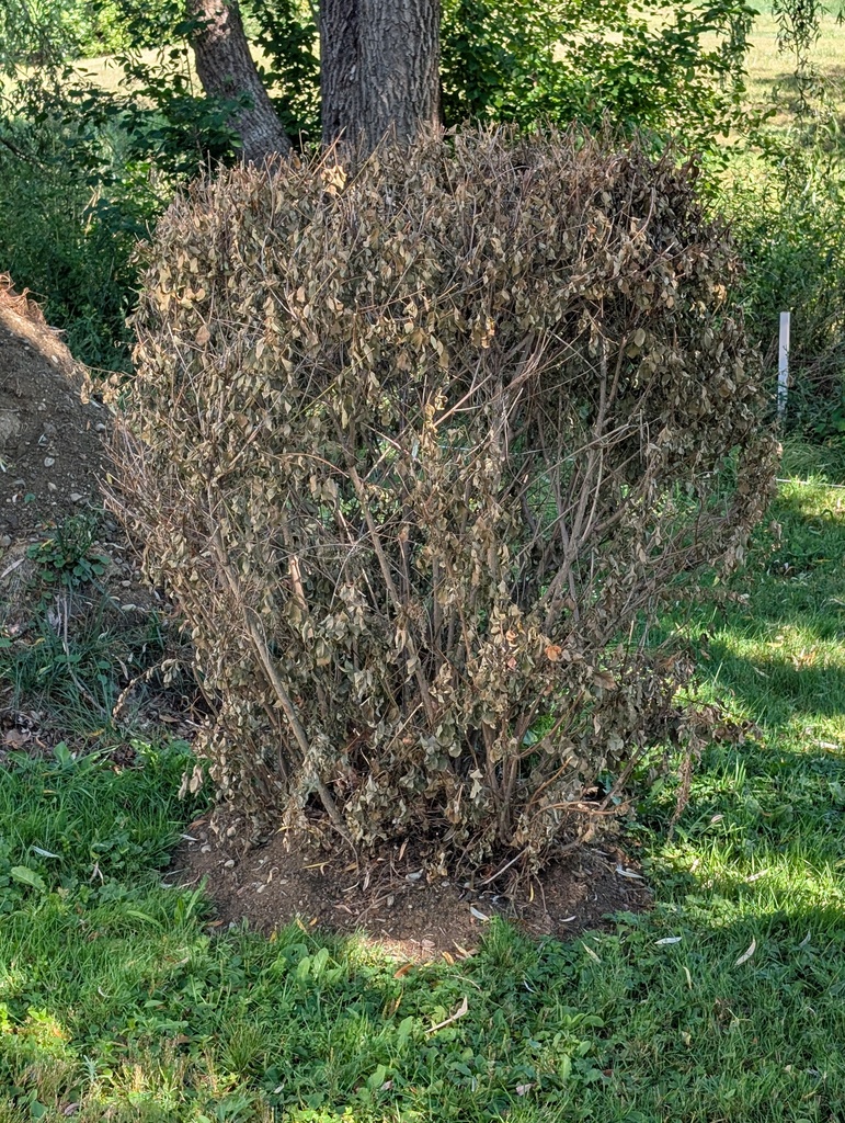 No description provided for: /2025/07-09/0801-transplant-fail/photo01.html