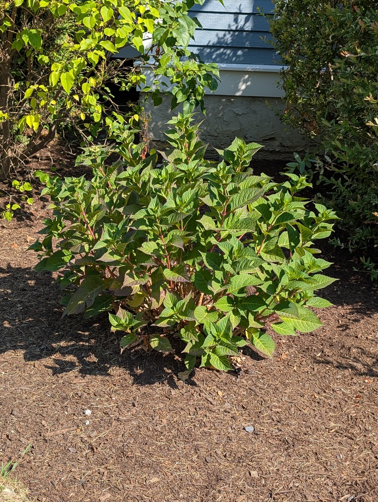 No description provided for: /2025/07-09/0817-hydrangeas/photo02.html