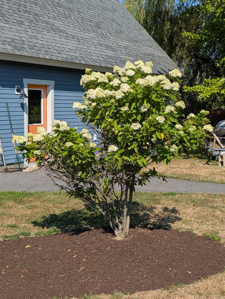 No description provided for: /2025/07-09/0817-hydrangeas/photo03.html