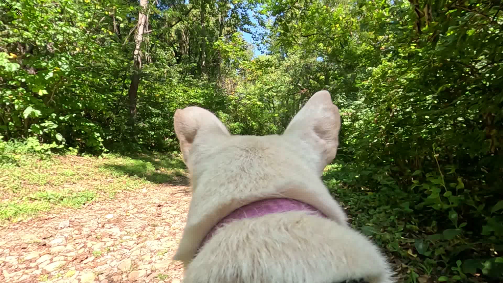 No description provided for: /2025/07-09/0913-lily-cam/movie01.html