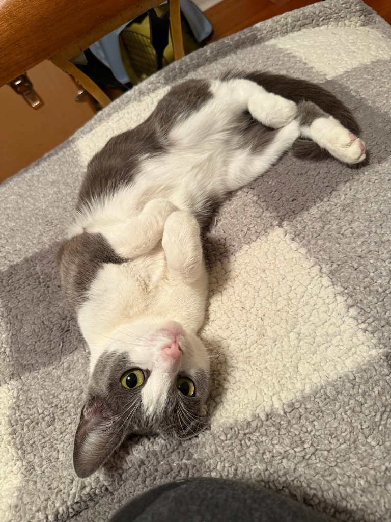 No description provided for: /2025/10-12/1113-thimble/photo01.html