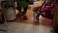 Image file: movie01.mp4