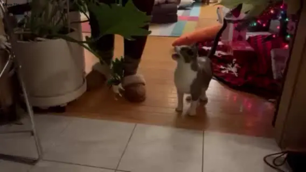 No description provided for: /2026/0108-thimble/movie01.html