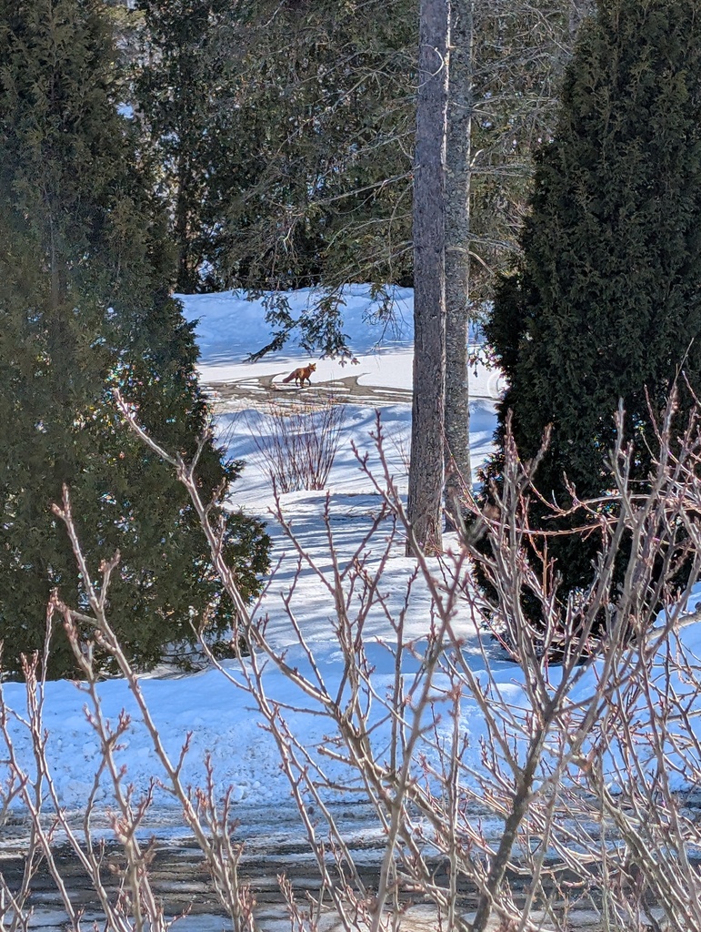 No description provided for: /2026/0227-local-fox/photo01.html